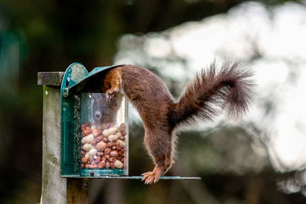 Squirrel eating nuts